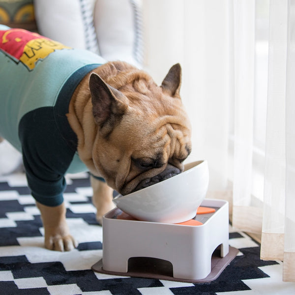 Dog Food and Water Bowl